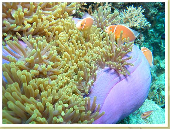 227-Pink Anemonefish(Amphiprion periderion)
